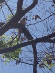 Dove in tree