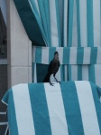 Sin City Crow on beach chair