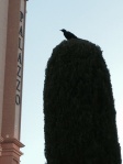 Sin City With crow in bush